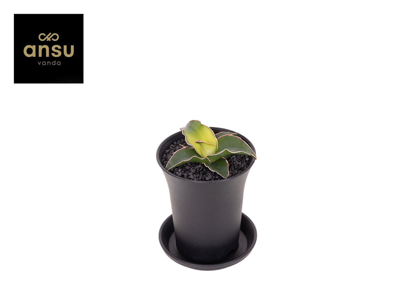 Sansevieria Star Canary 12cm 7.5cm Pot