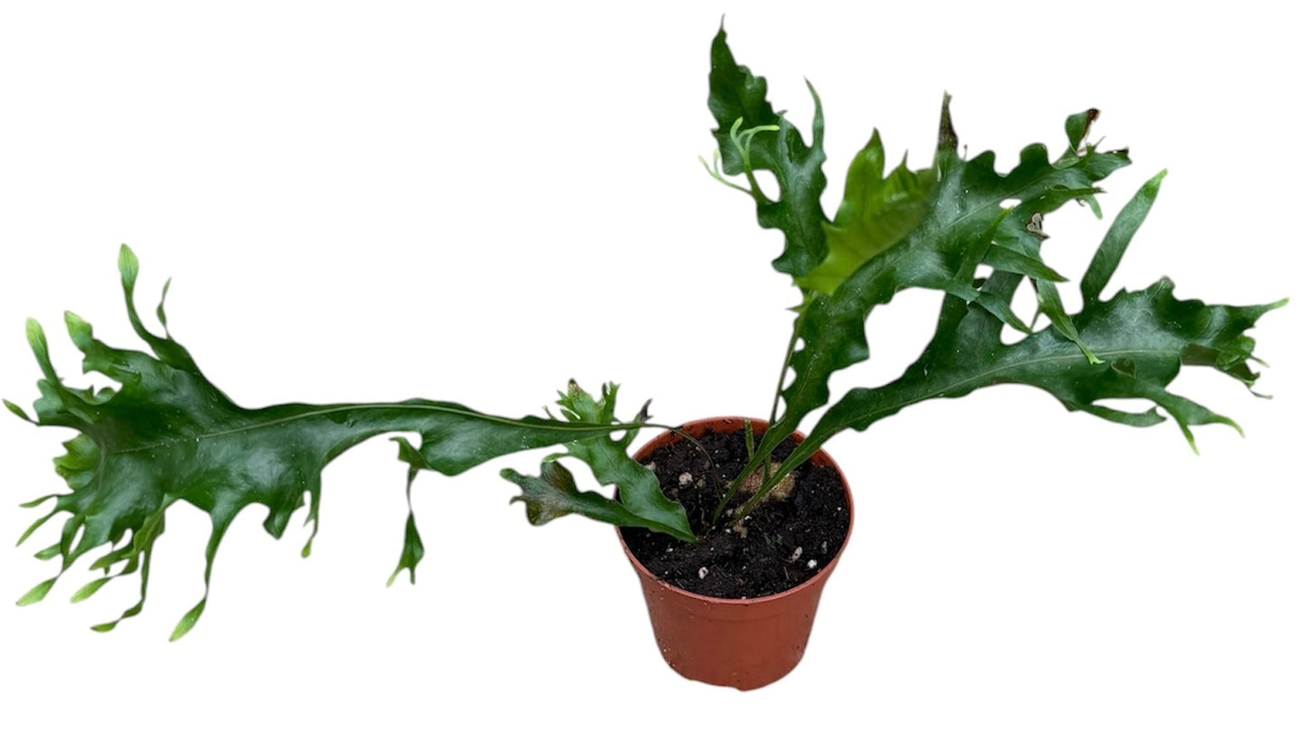 Drynaria Quercifolia Poonsak 15cm 8cm Pot