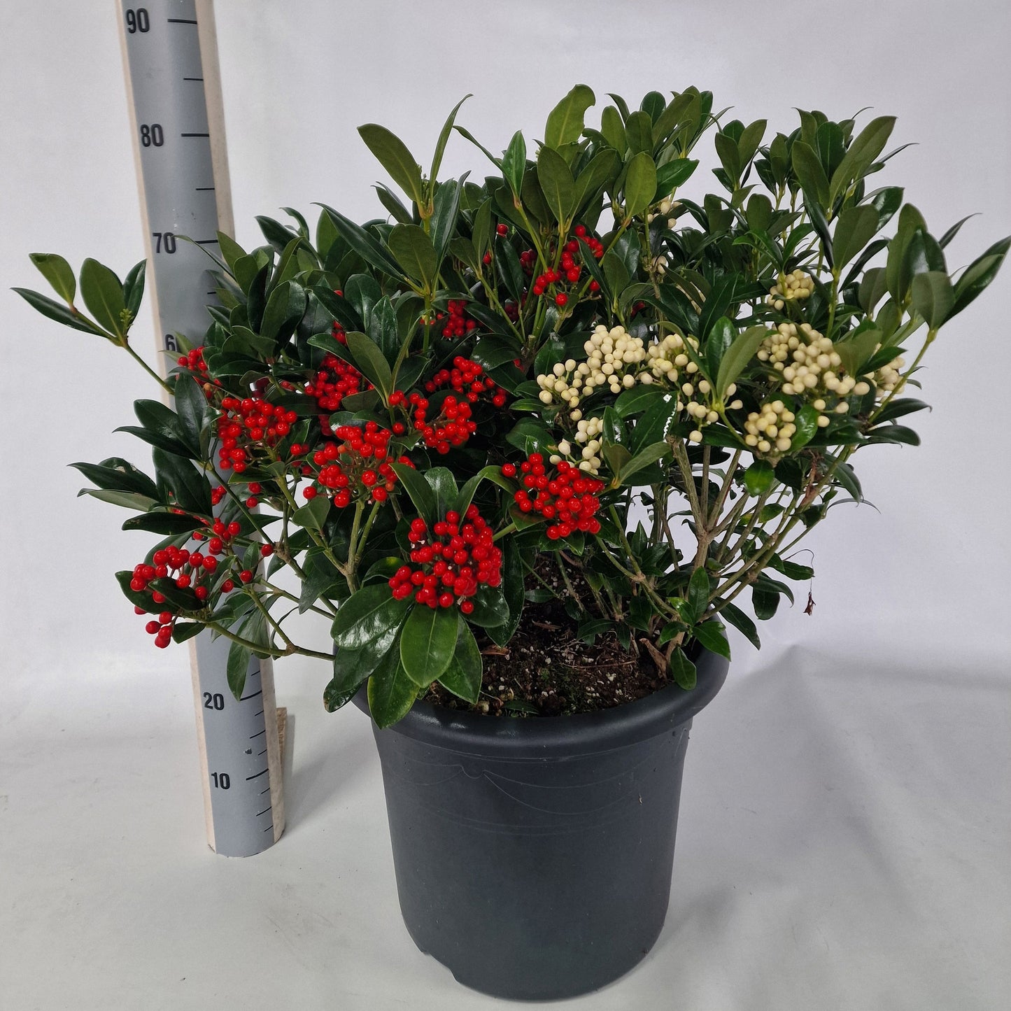 Eijk Skimmia's, Perry van Skimmia japonica Reevesiana Pack of 1