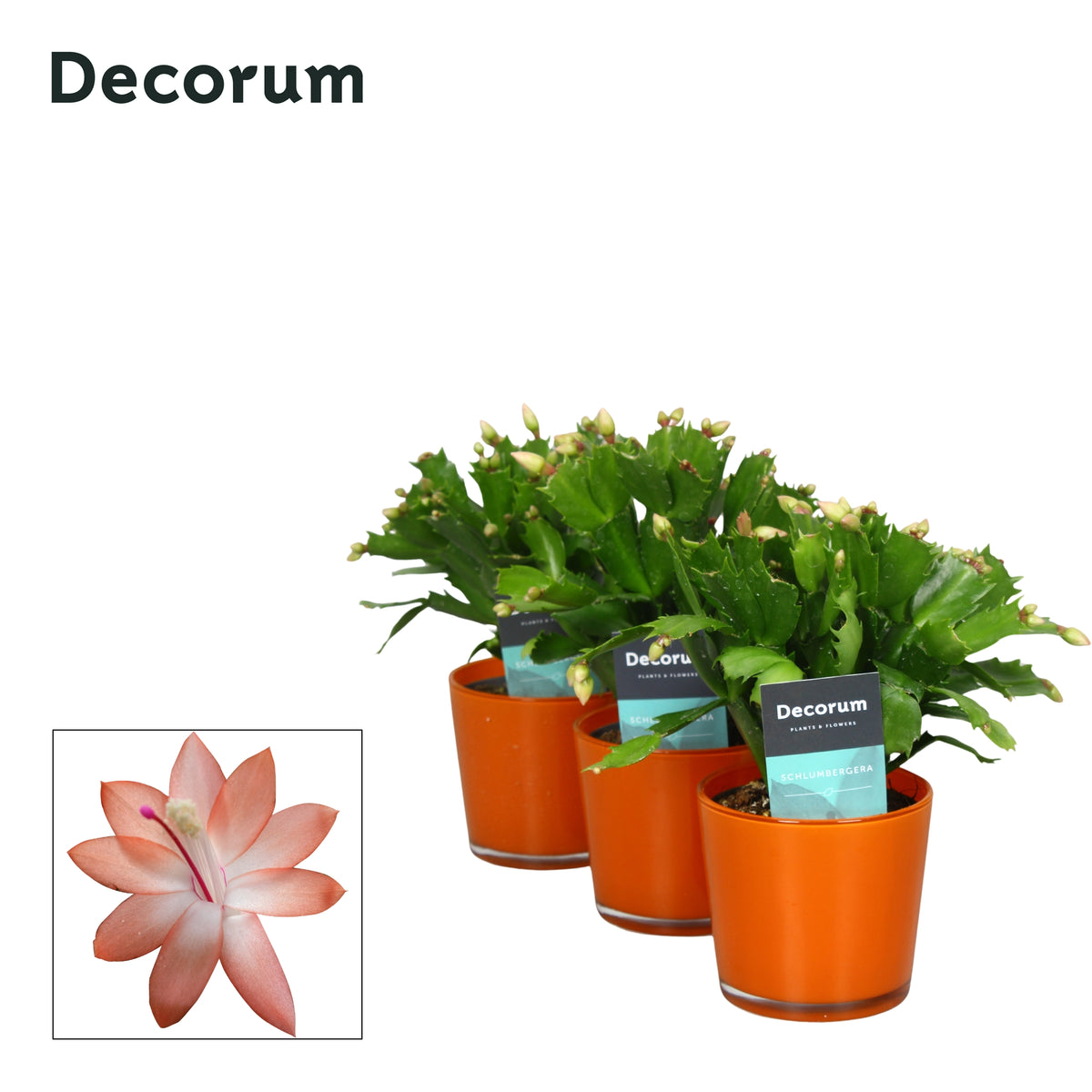 Schlumbergera truncata 18cm 9cm Pot