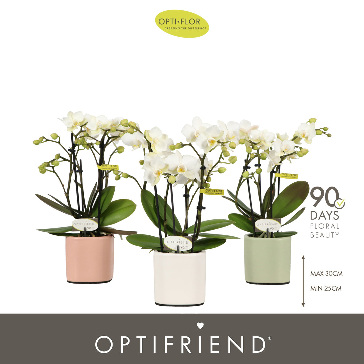 Phalaenopsis multiflora white 25cm 7cm Pot