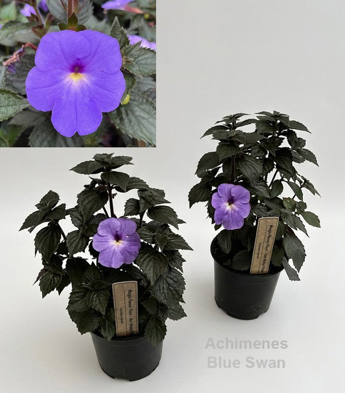 Achimenes blue 30cm 14cm Pot
