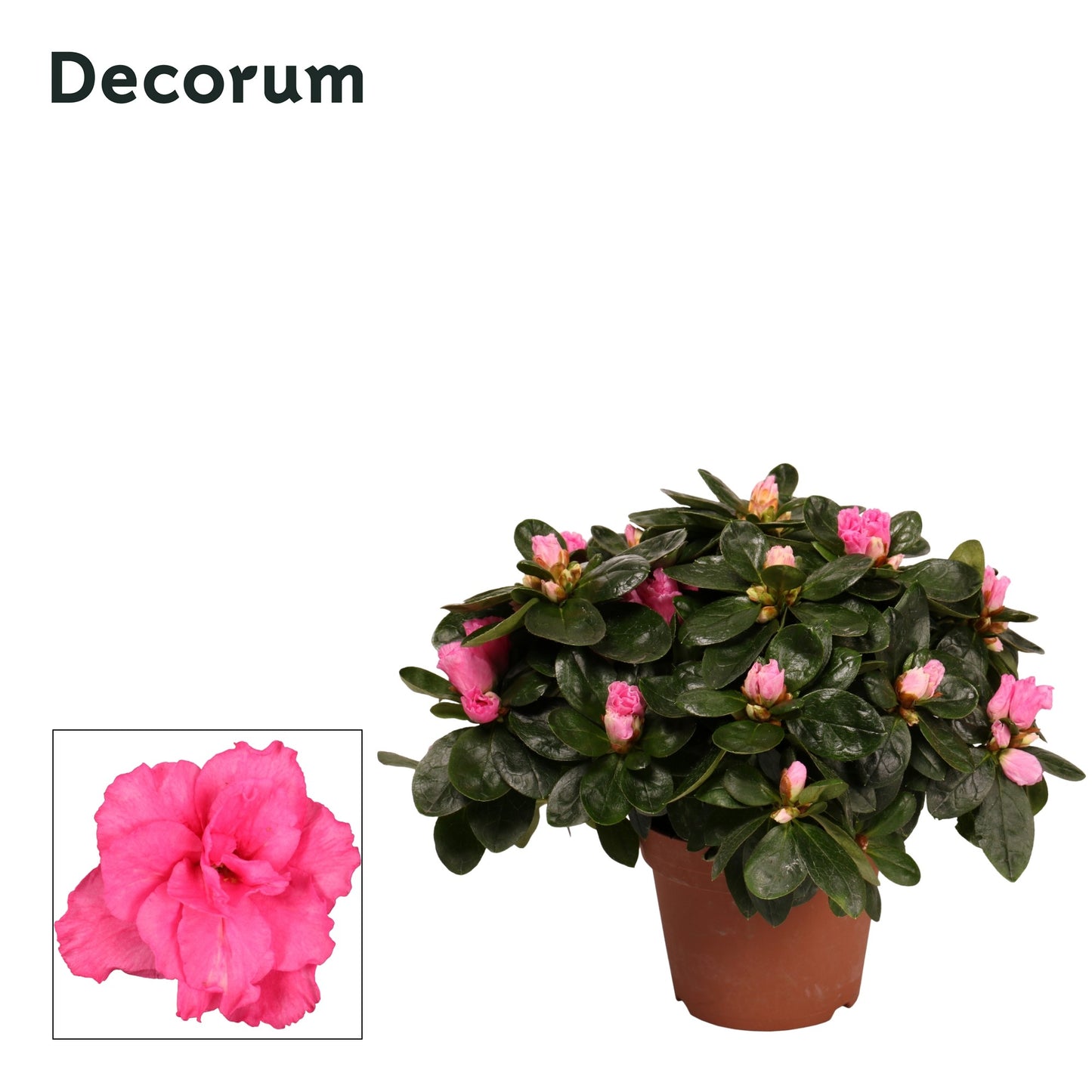 Rhododendron simsii 25cm 12cm Pot
