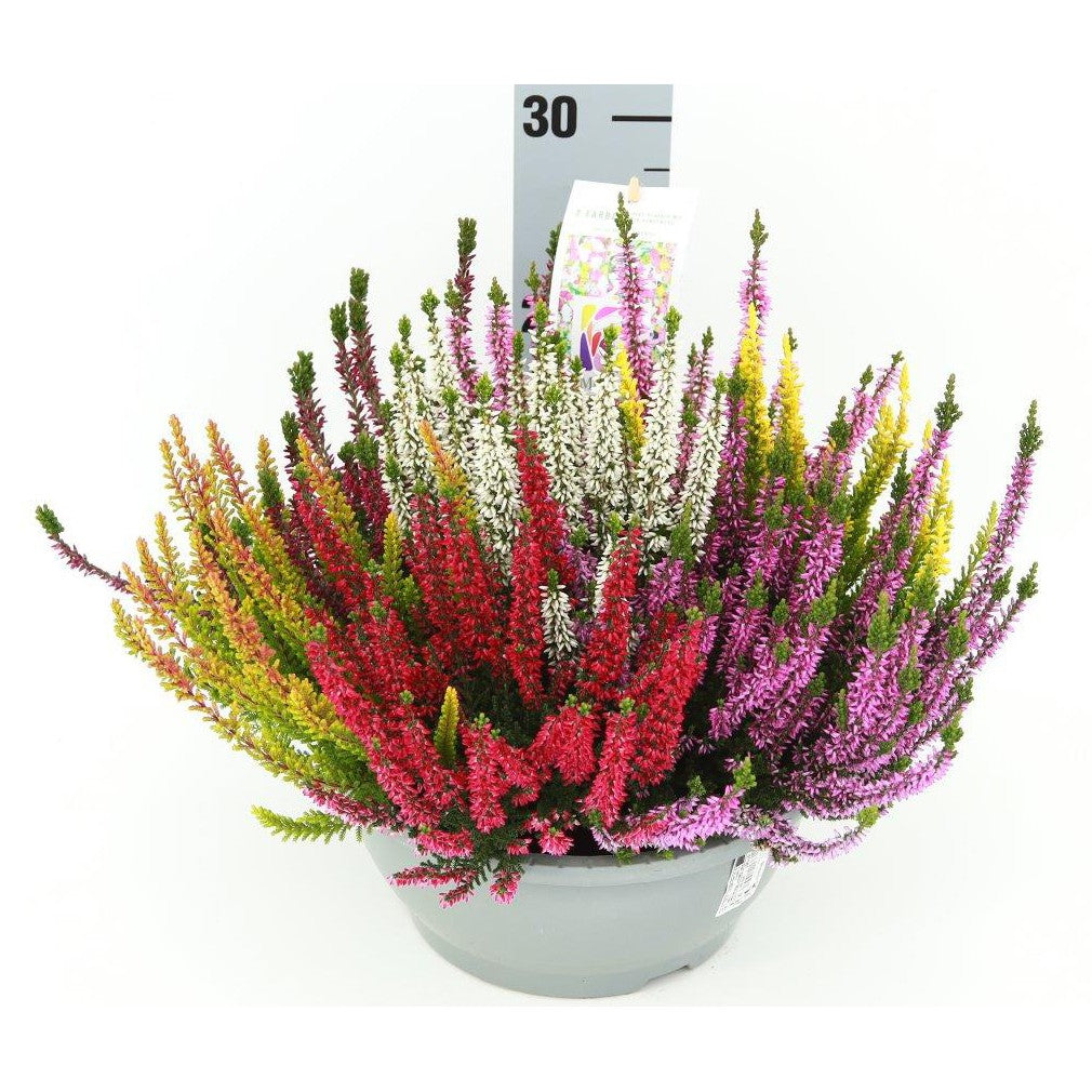 Calluna Beauty Ladies Mosaica 30cm 23cm Pot