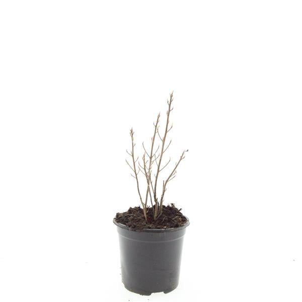 Clethra alnifolia 10cm 14cm Pot