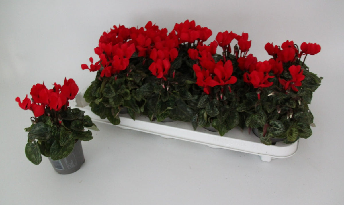Cyclamen Verano Mix 15cm 9cm Pot