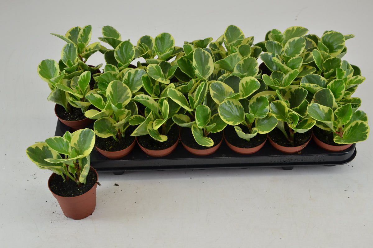 Peperomia obt. Variegata 12cm 8.5cm Pot