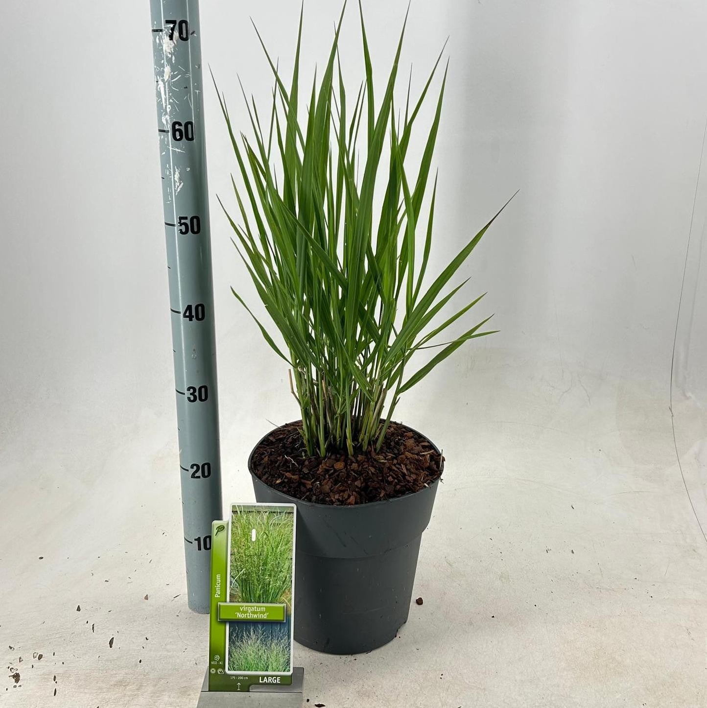 Panicum virgatum 90cm 23cm Pot