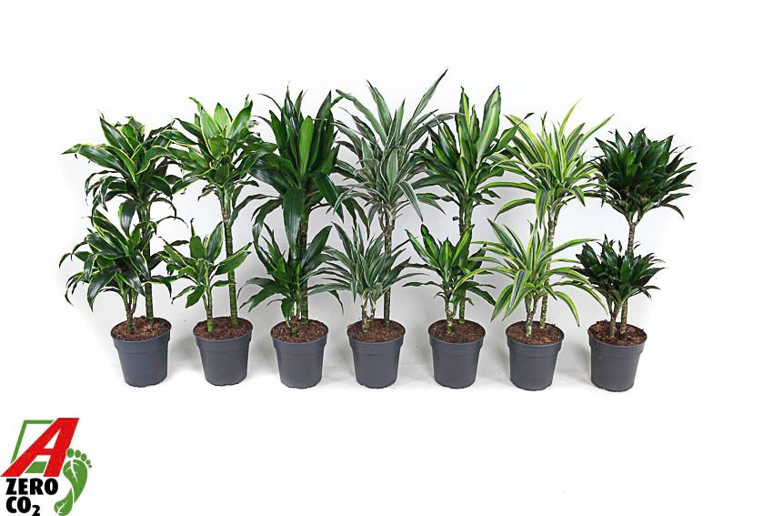 Dracaena mix 90cm 19cm Pot