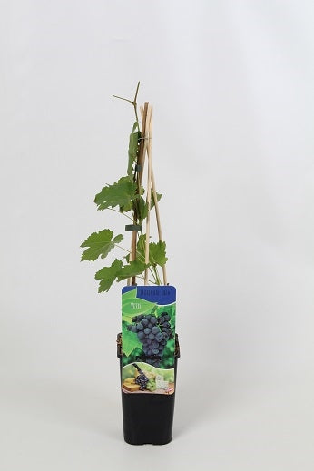 Vitis Attika (Grape) 60cm 14cm Pot