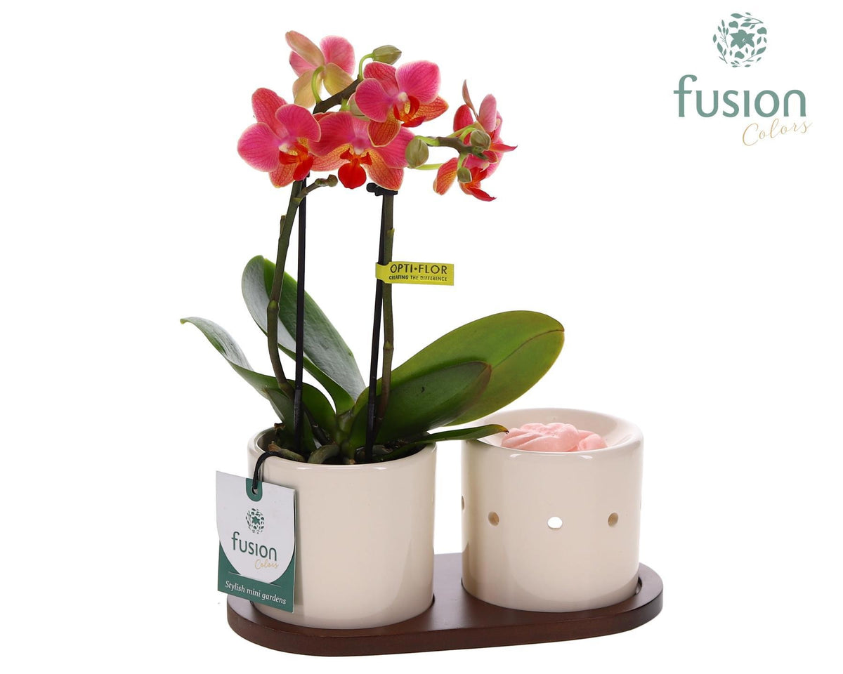 Fusion Scents keramiek Gift set plankje met Phalaenopsis 29cm 20cm Pot