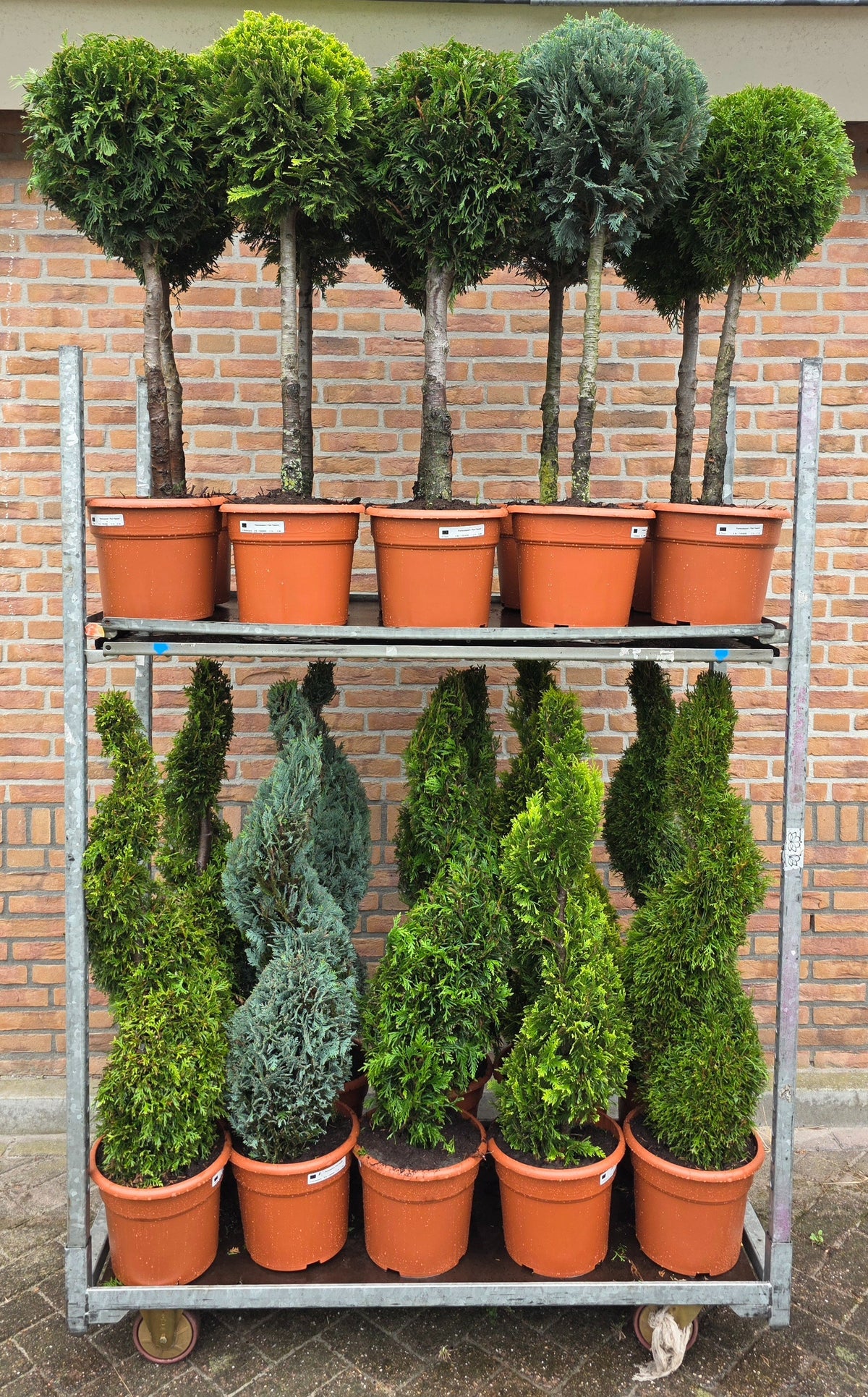Conifer mix 110cm 26cm Pot