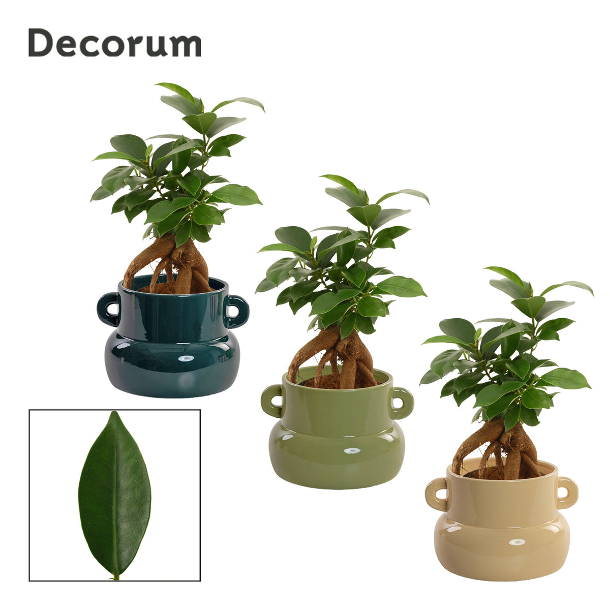 Ficus Ginseng 20cm 9cm Pot