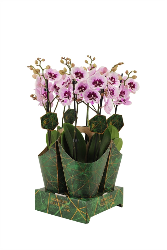 Phalaenopsis Hybrid 50cm 12cm Pot