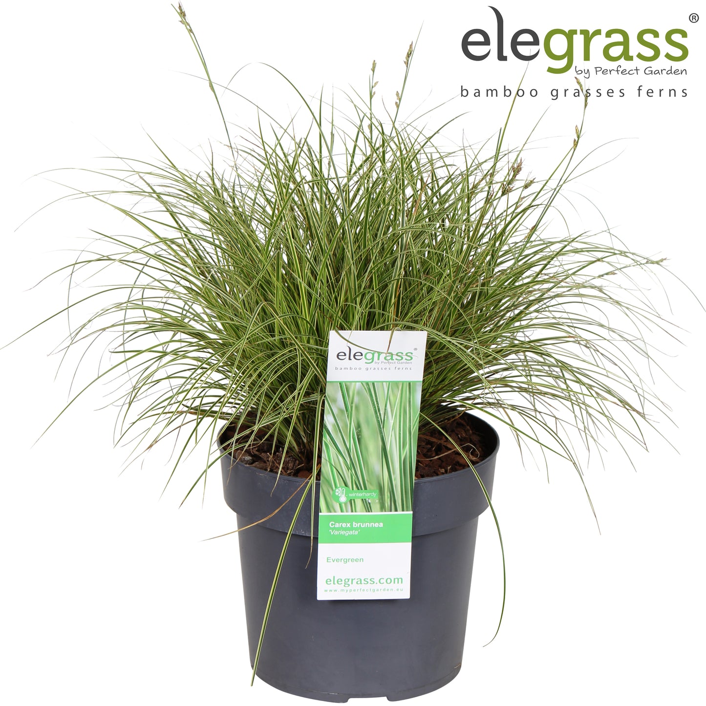Carex bru. Variegata 50cm 19cm Pot