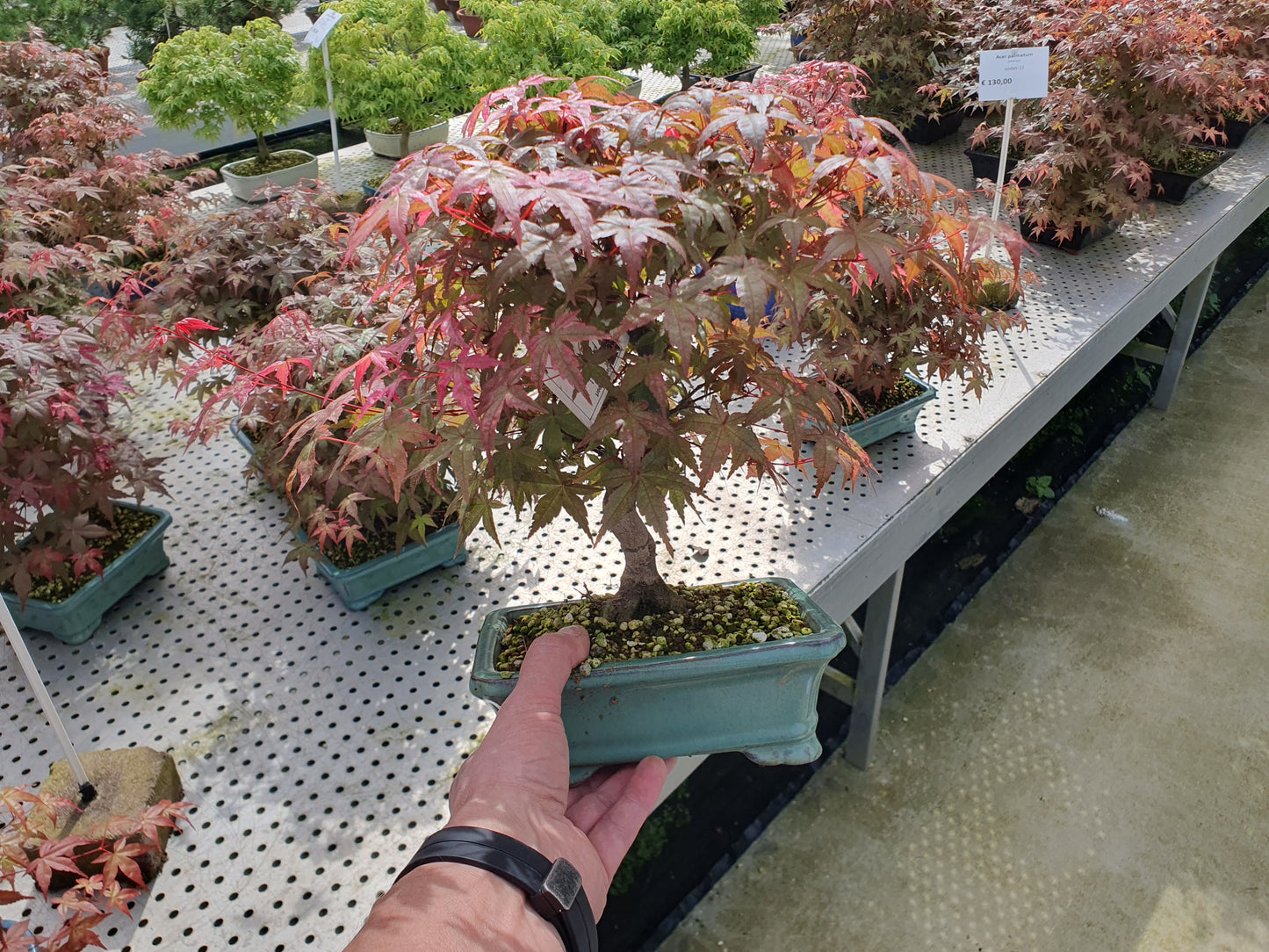 Acer Deshojo 35cm 19cm Pot