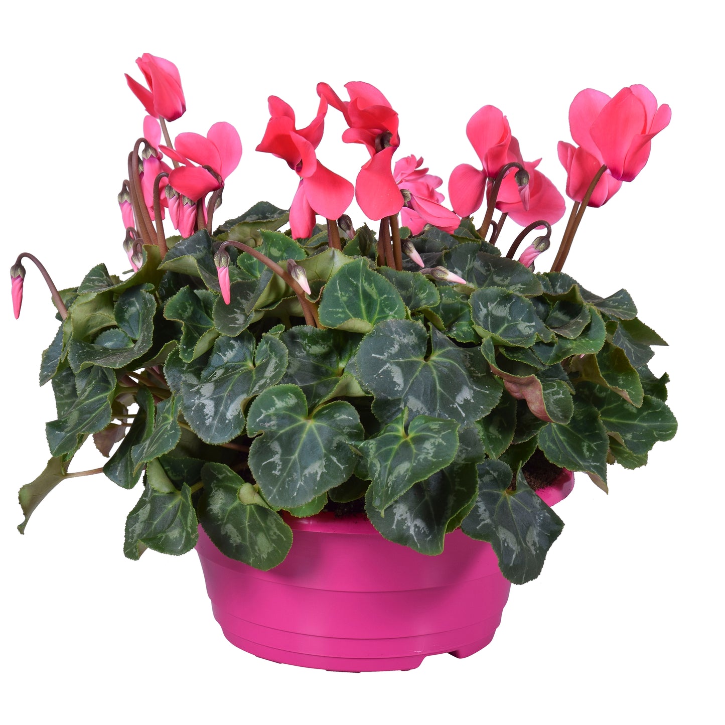 Cyclamen Allure 30cm 23cm Pot