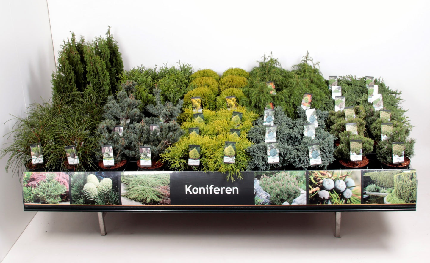 Conifer & shrub mix 50cm 23cm Pot