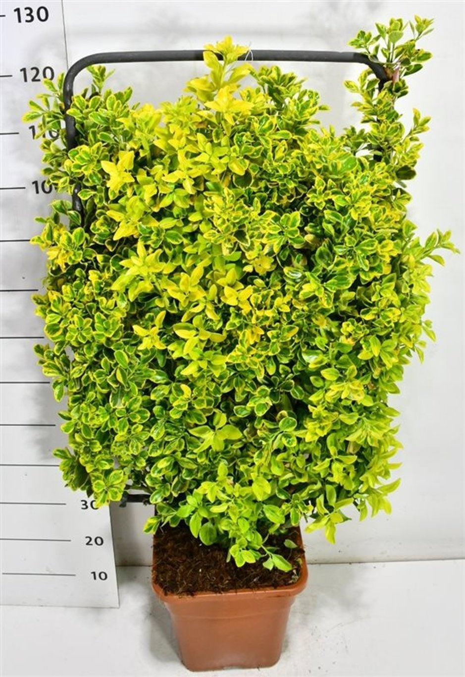 Euonymus Aureus 130cm 38cm Pot