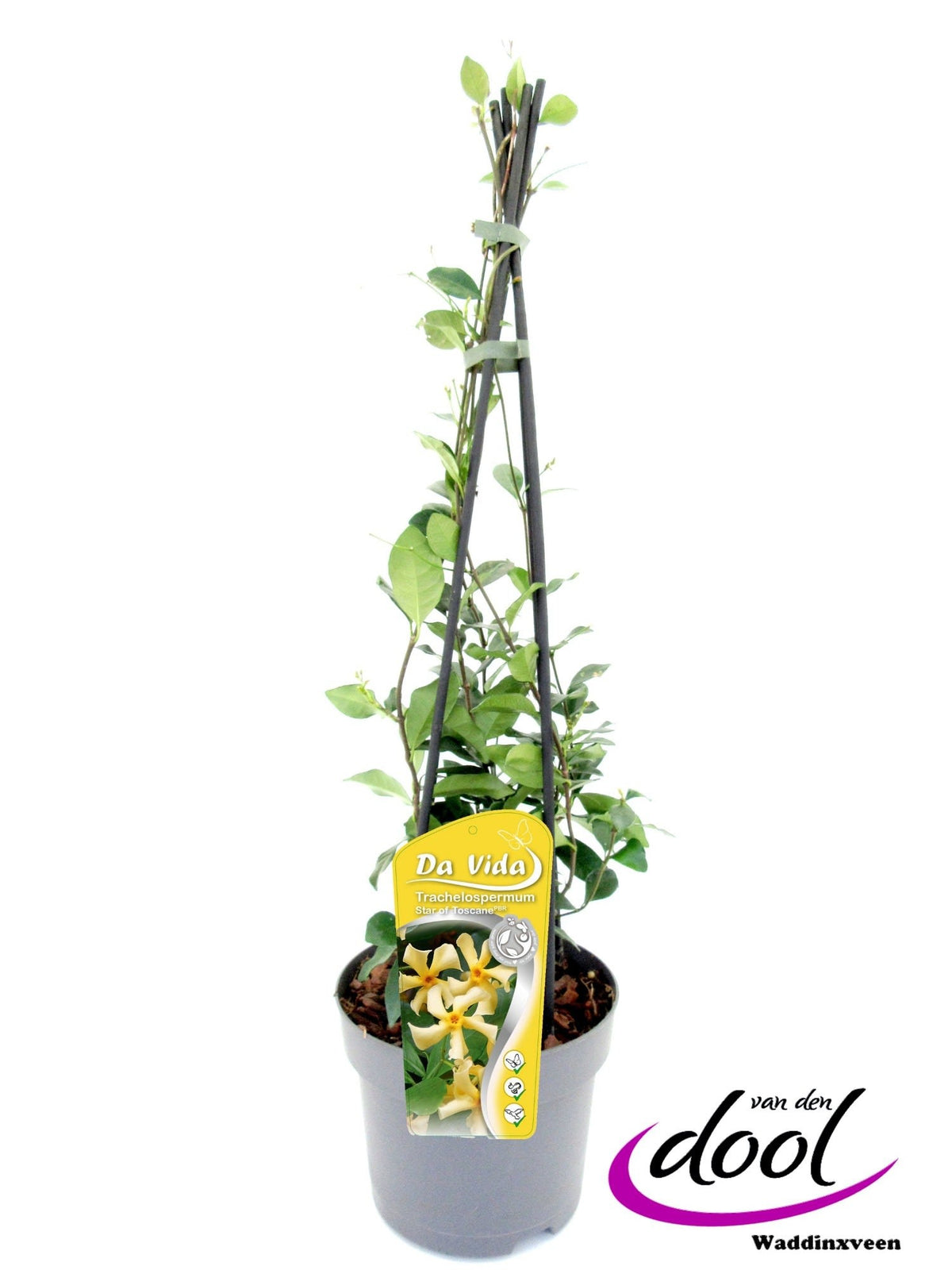 Trachelospermum Star of Toscane 60cm 19cm Pot