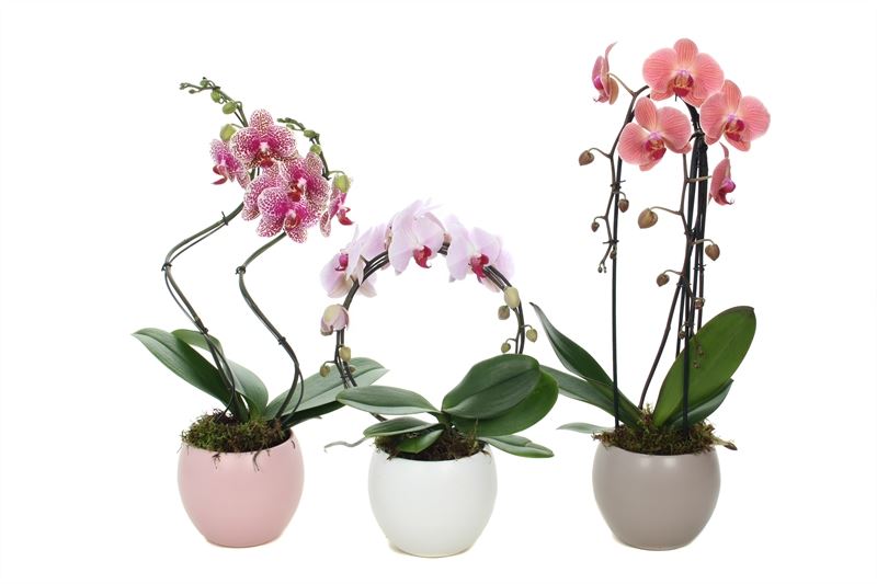 Phalaenopsis mix 45cm 12cm Pot