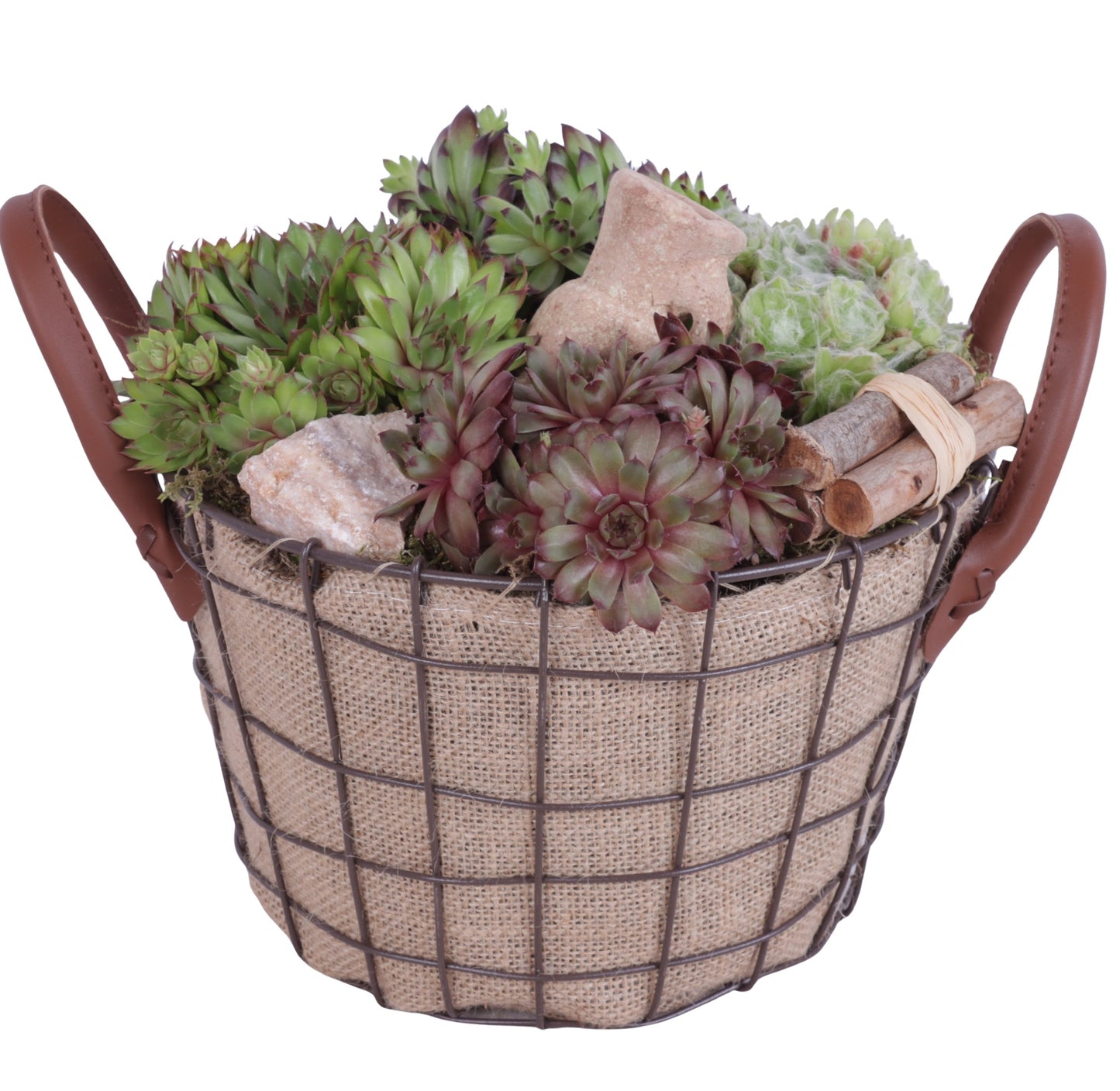 arr. Sempervivum 25cm 24cm Pot
