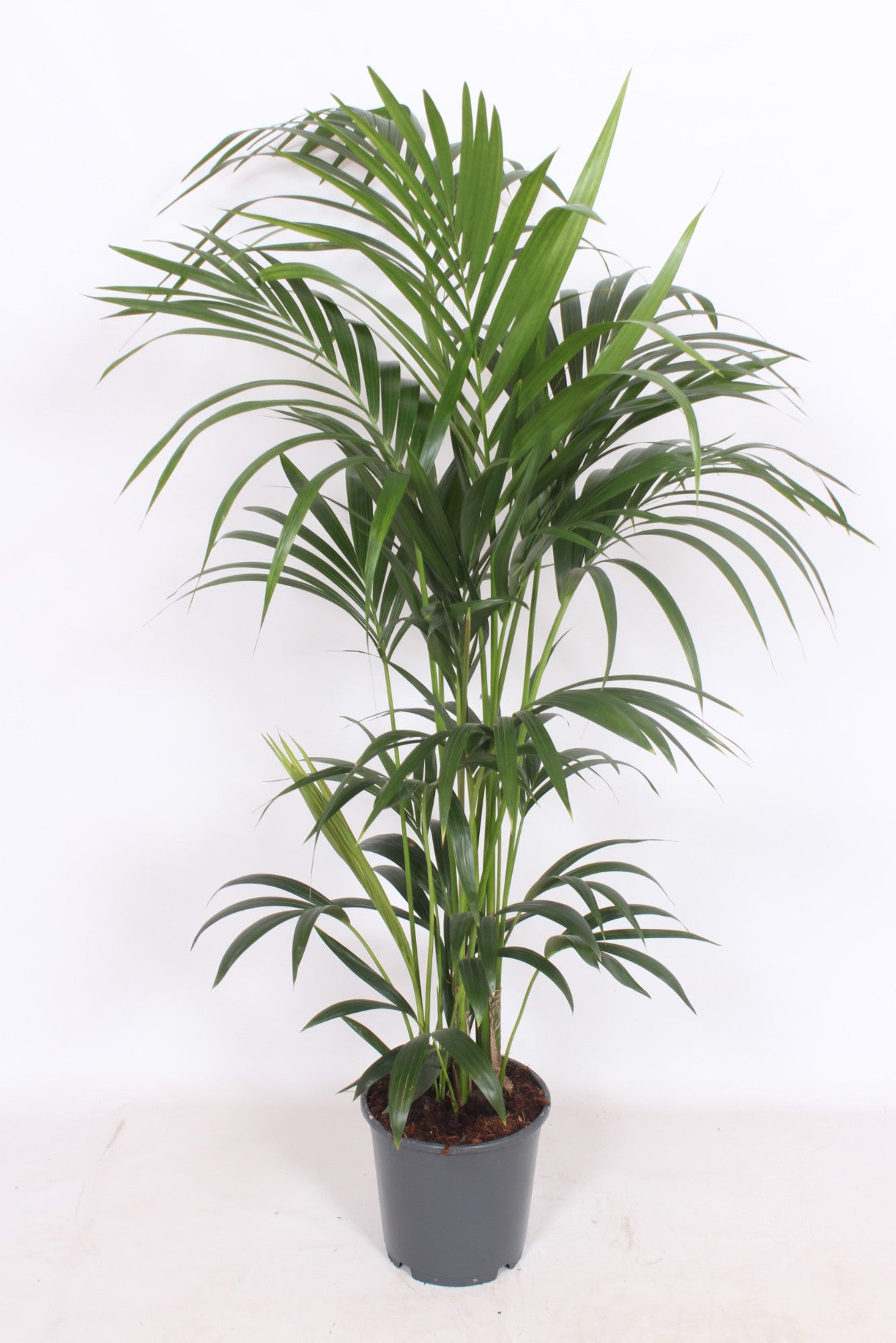 Howea forsteriana 150cm 24cm Pot