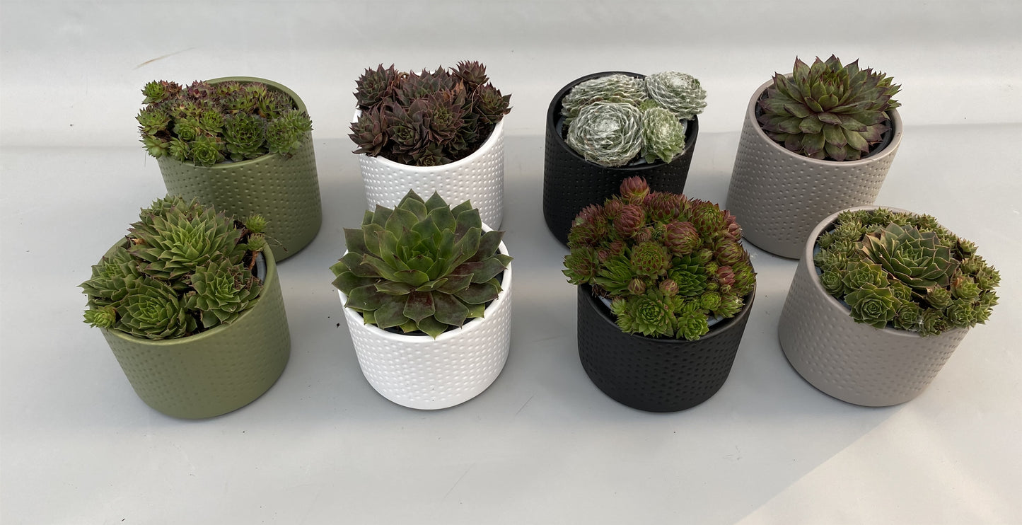 Sempervivum mix 5cm 10cm Pot