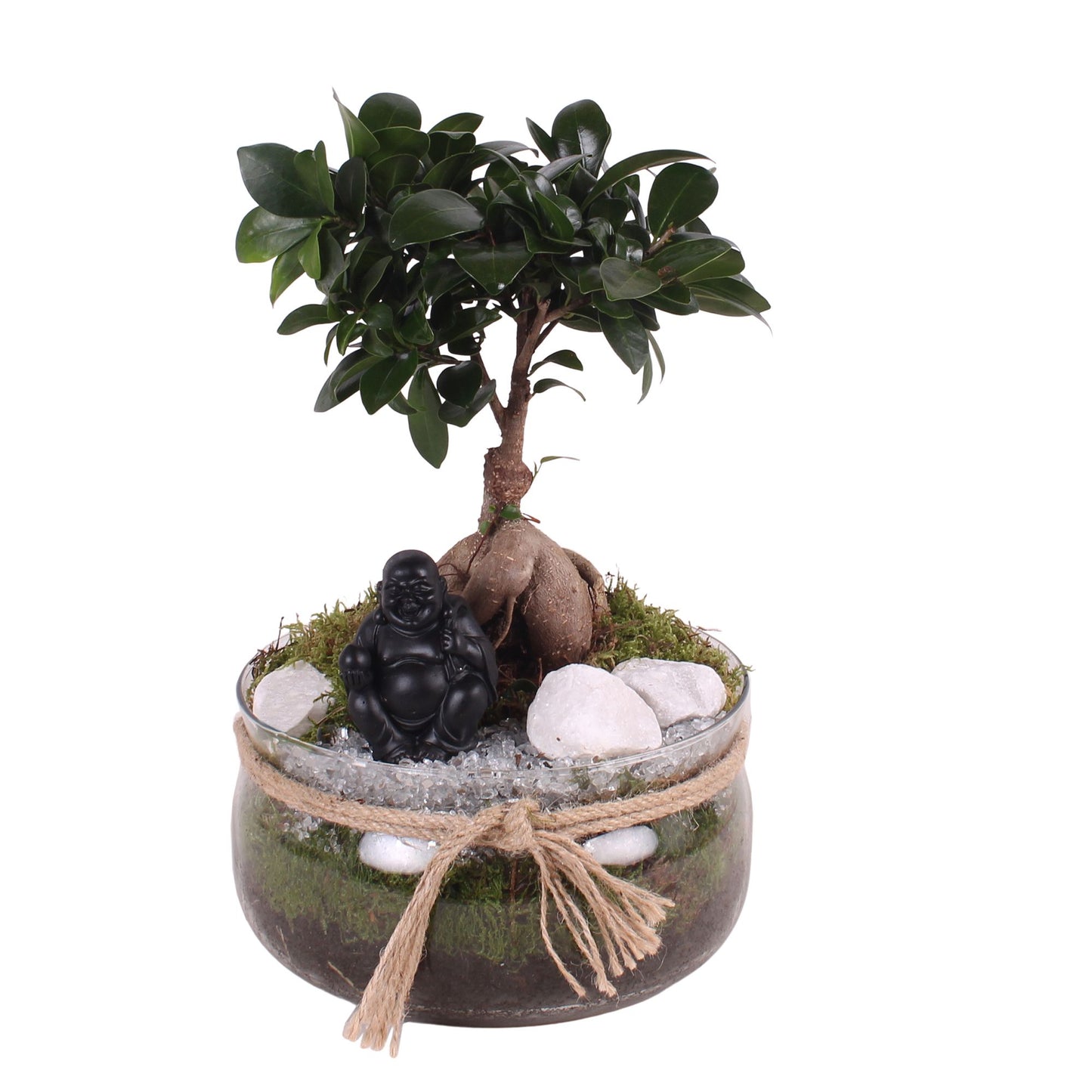 Ficus Ginseng 30cm 20cm Pot