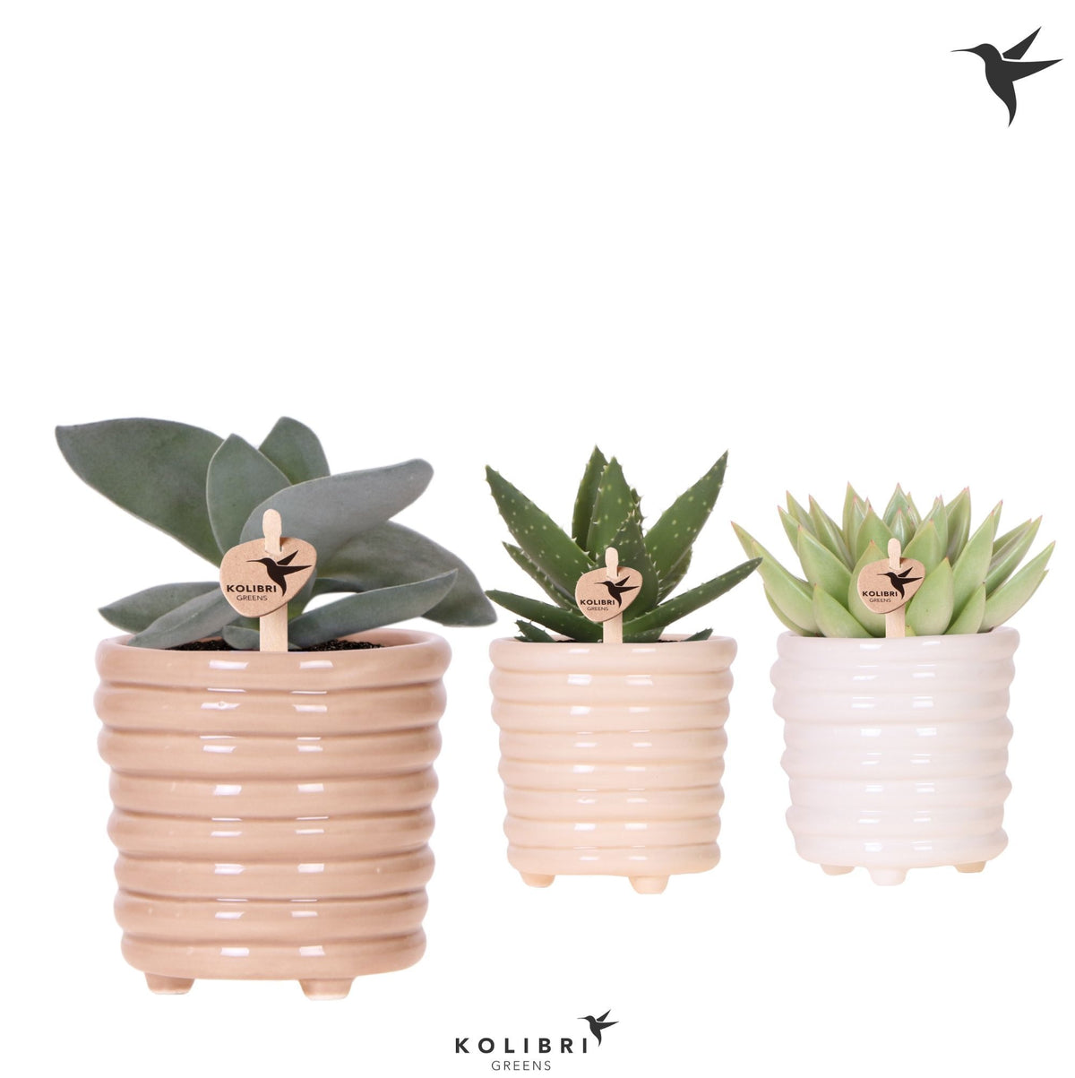 Succulent mix 19cm 9cm Pot