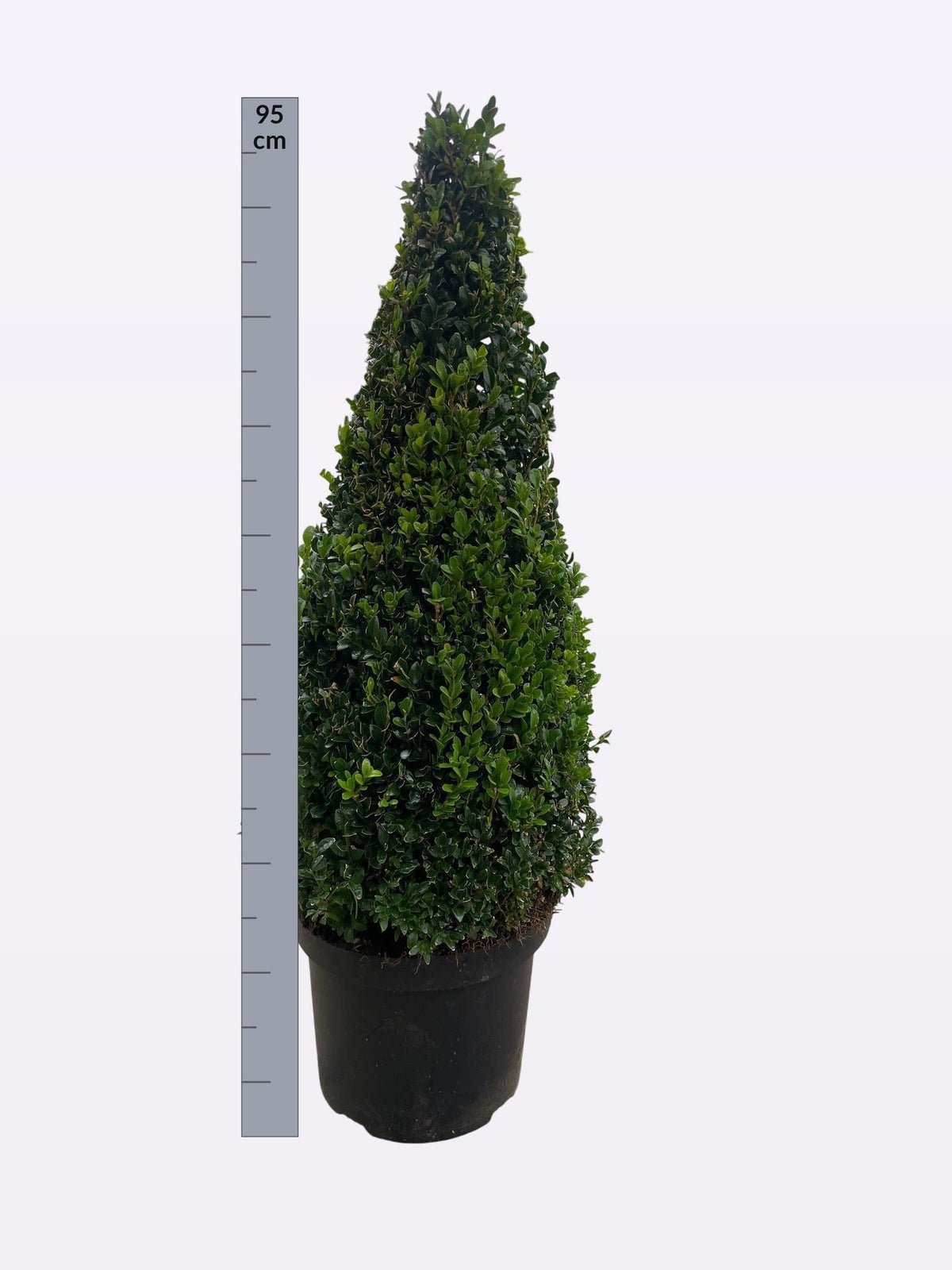 Buxus sempervirens ball 90cm 26cm Pot
