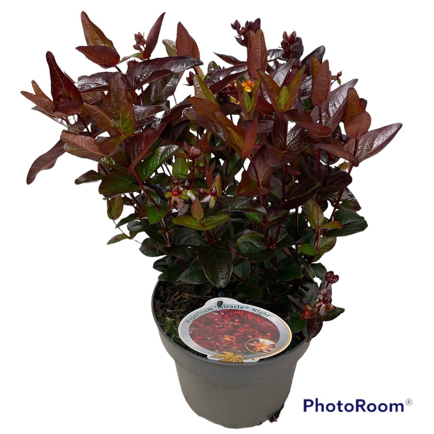 Hypericum Miracle mix 50cm 23cm Pot