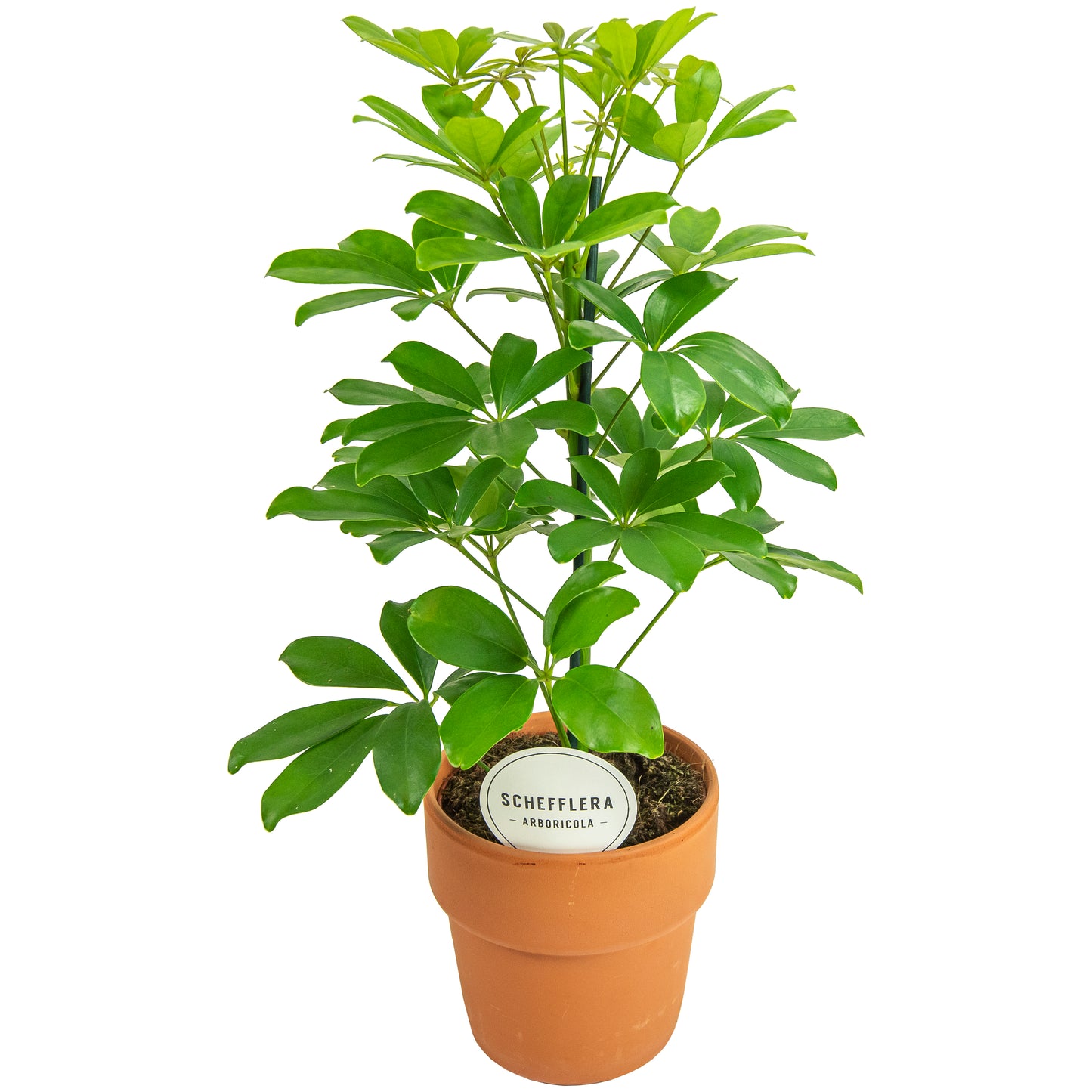 Schefflera Nora 45cm 15cm Pot