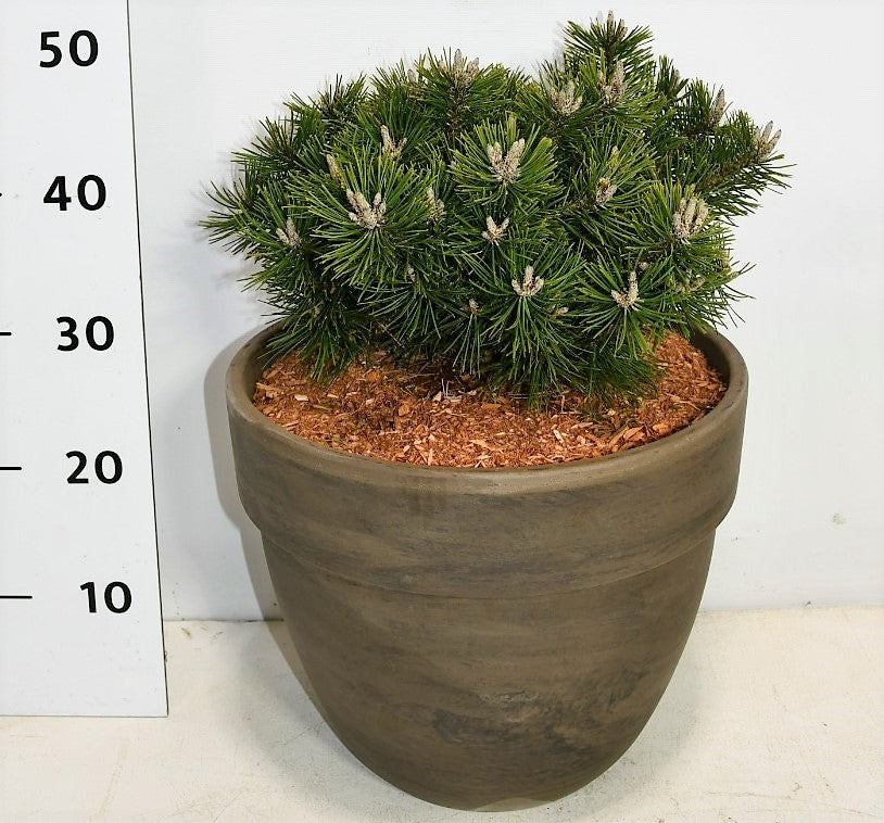 Bloemenkampen BV, Hkw. de Pinus mugo Benjamin Pack of 1