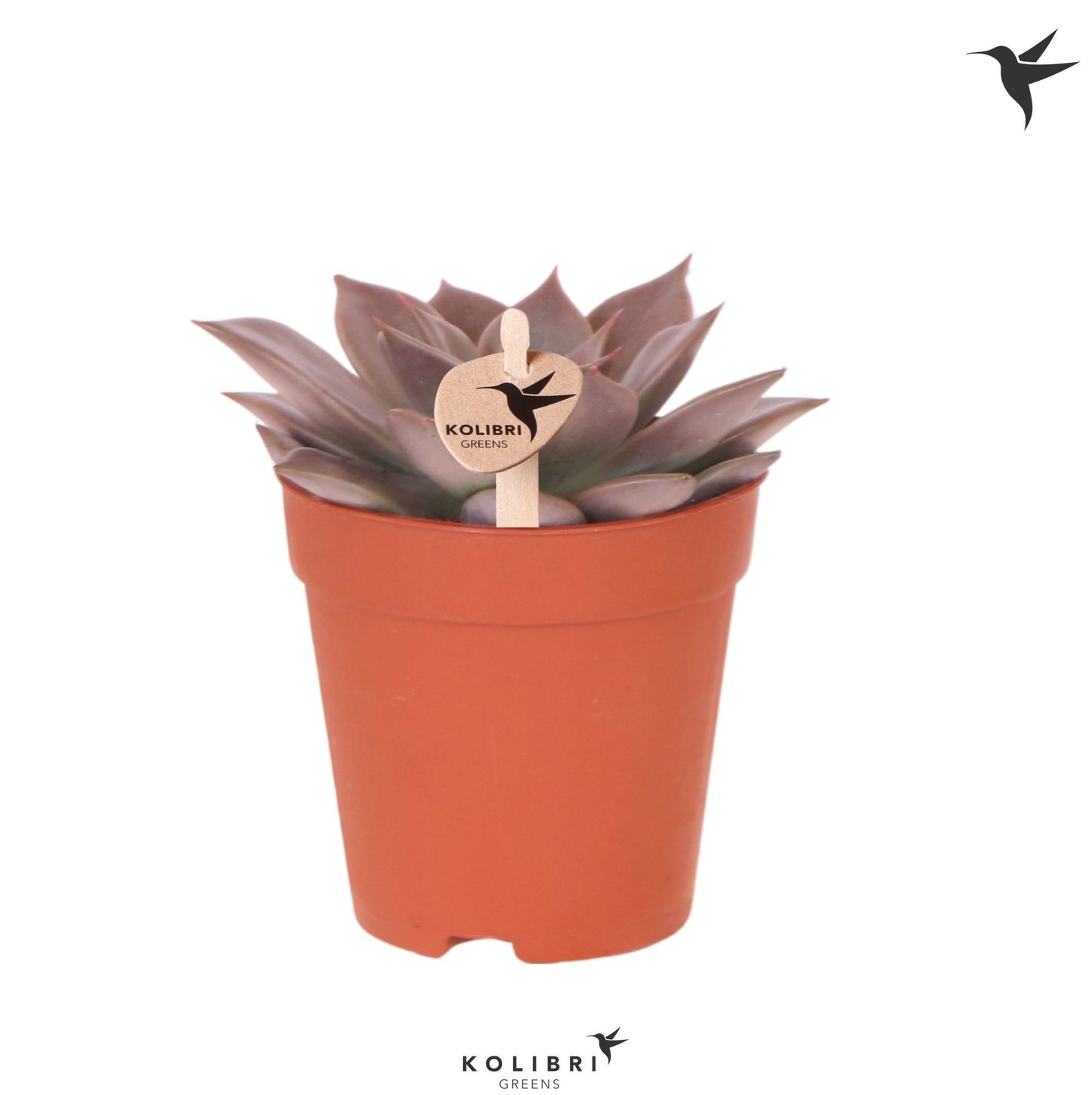 OK Plant Echeveria agavoides Pack of 12