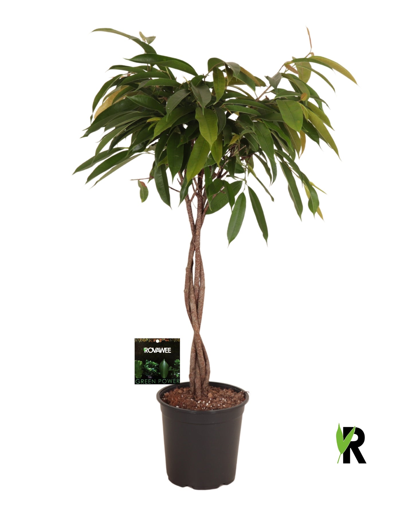 Ficus Amstel King 110cm 24cm Pot