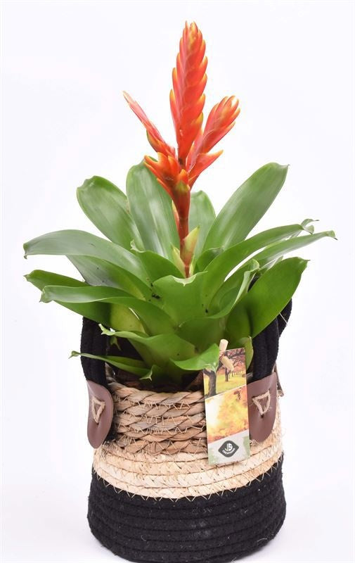 Indoor arrangement 14cm Pot