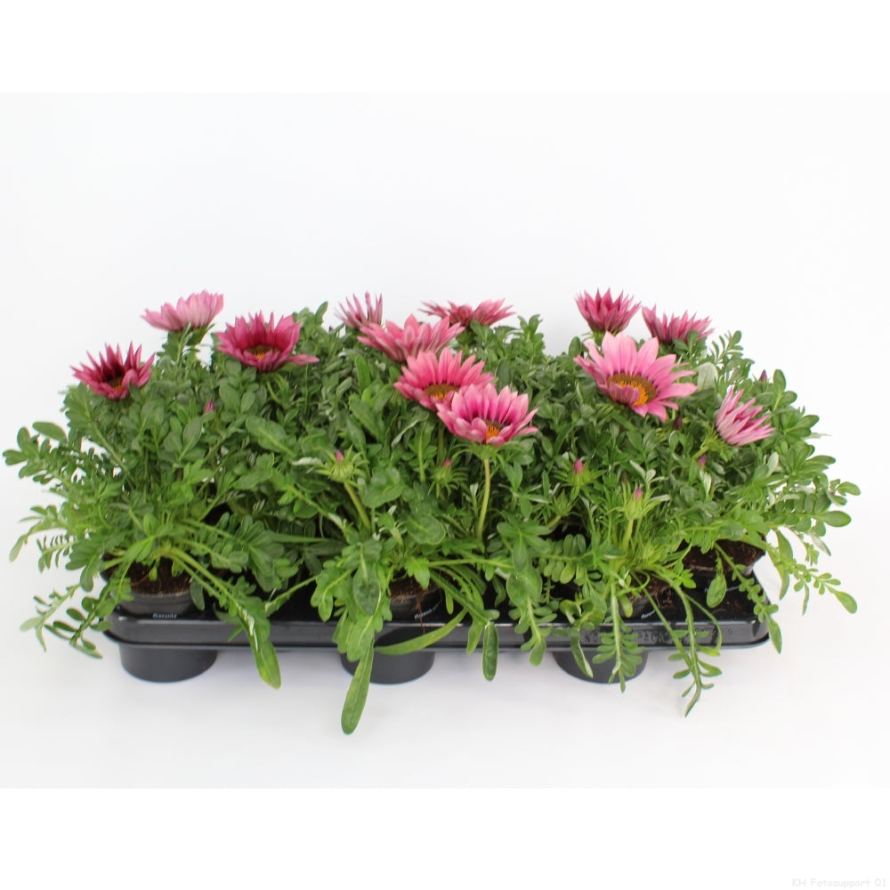Gazania Daybreak Pink Shades 25cm 510cm Pot