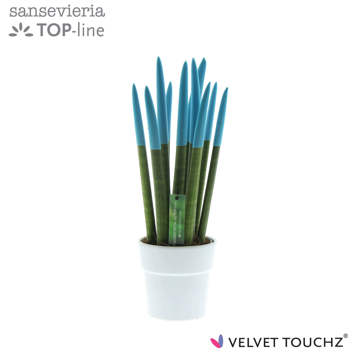 Sansevieria cylindrica 40cm 12cm Pot