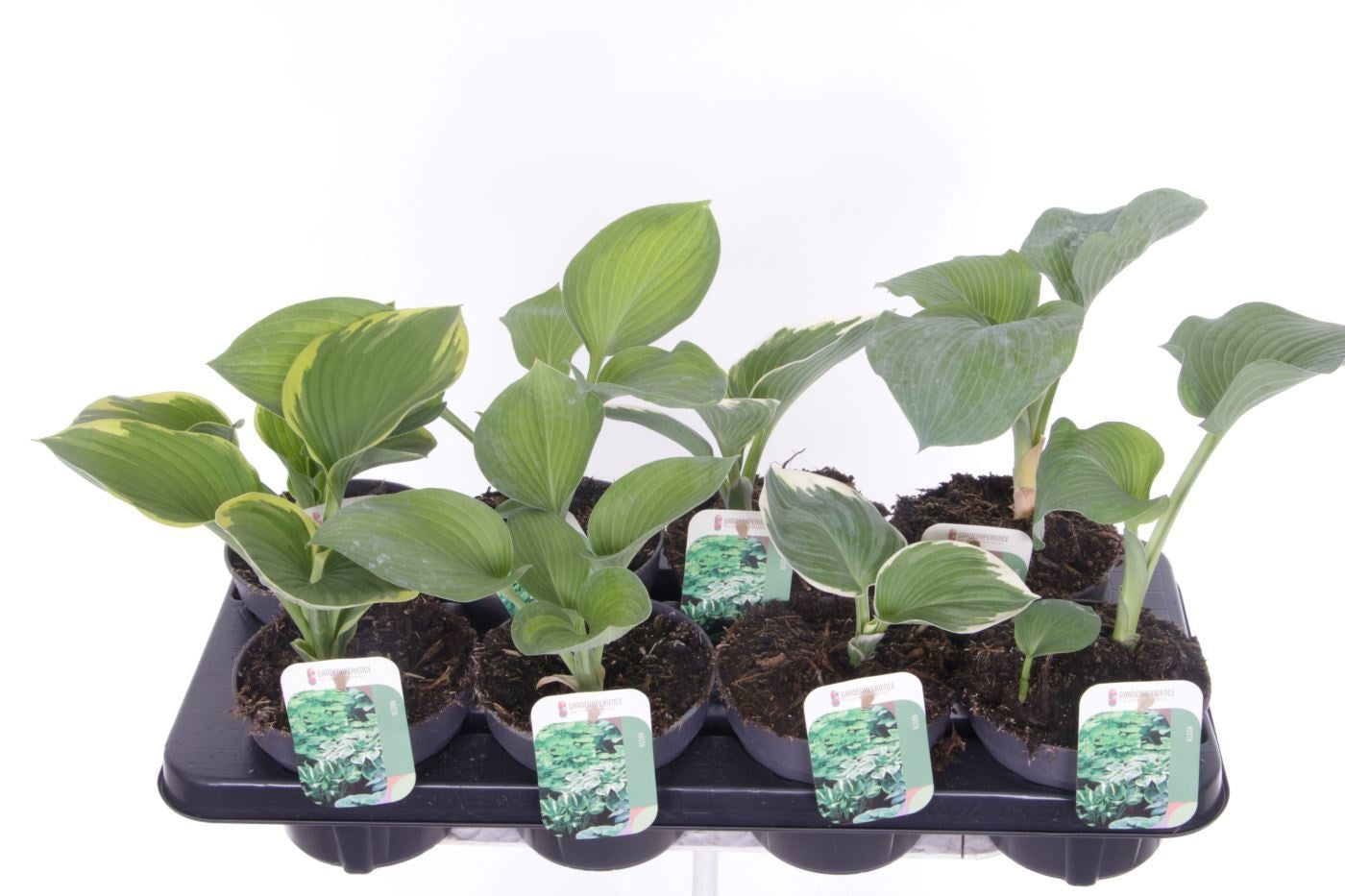 Noordpoel BV, Kw. de Hosta mix Pack of 8