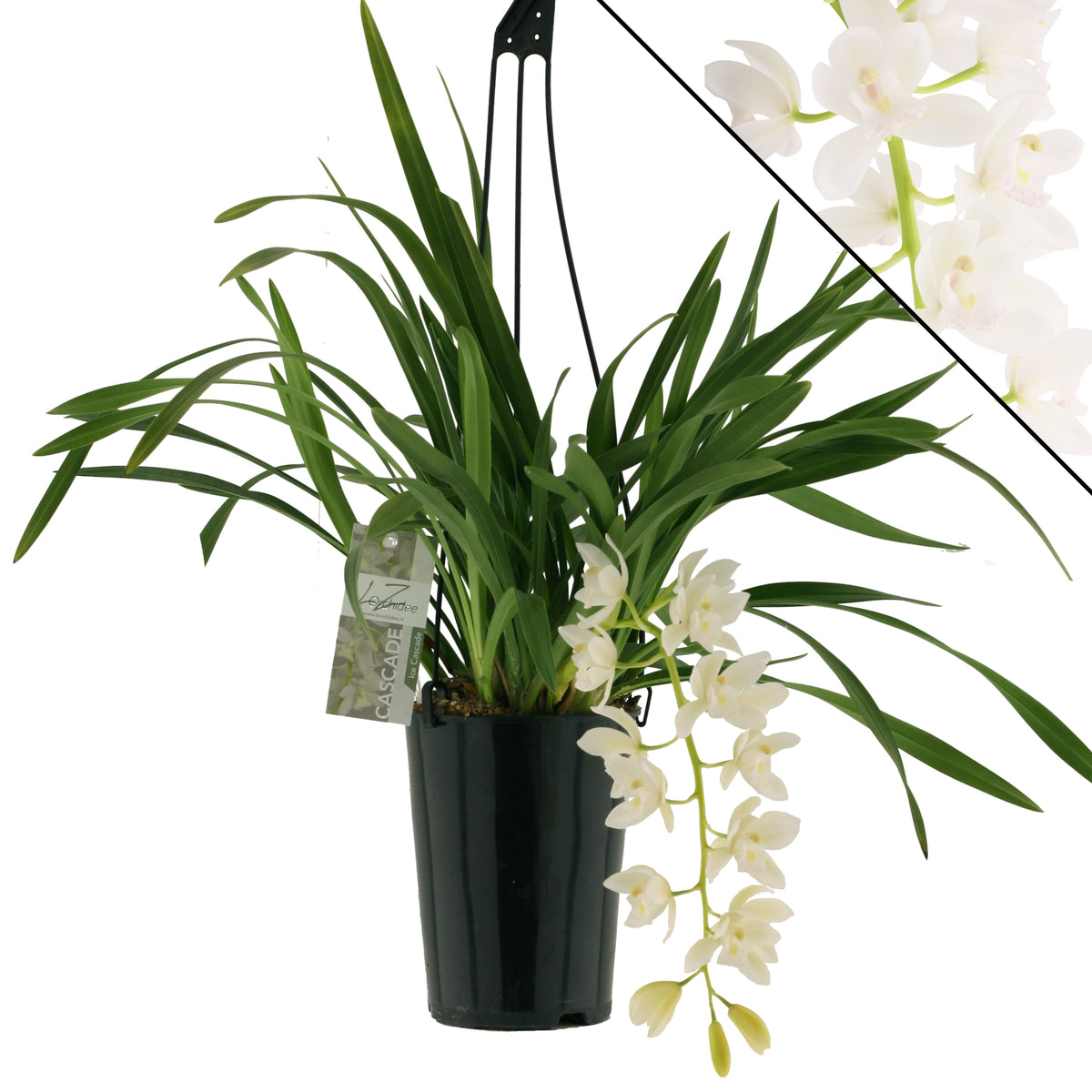 Cymbidium Ice Cascade 60cm 14cm Pot