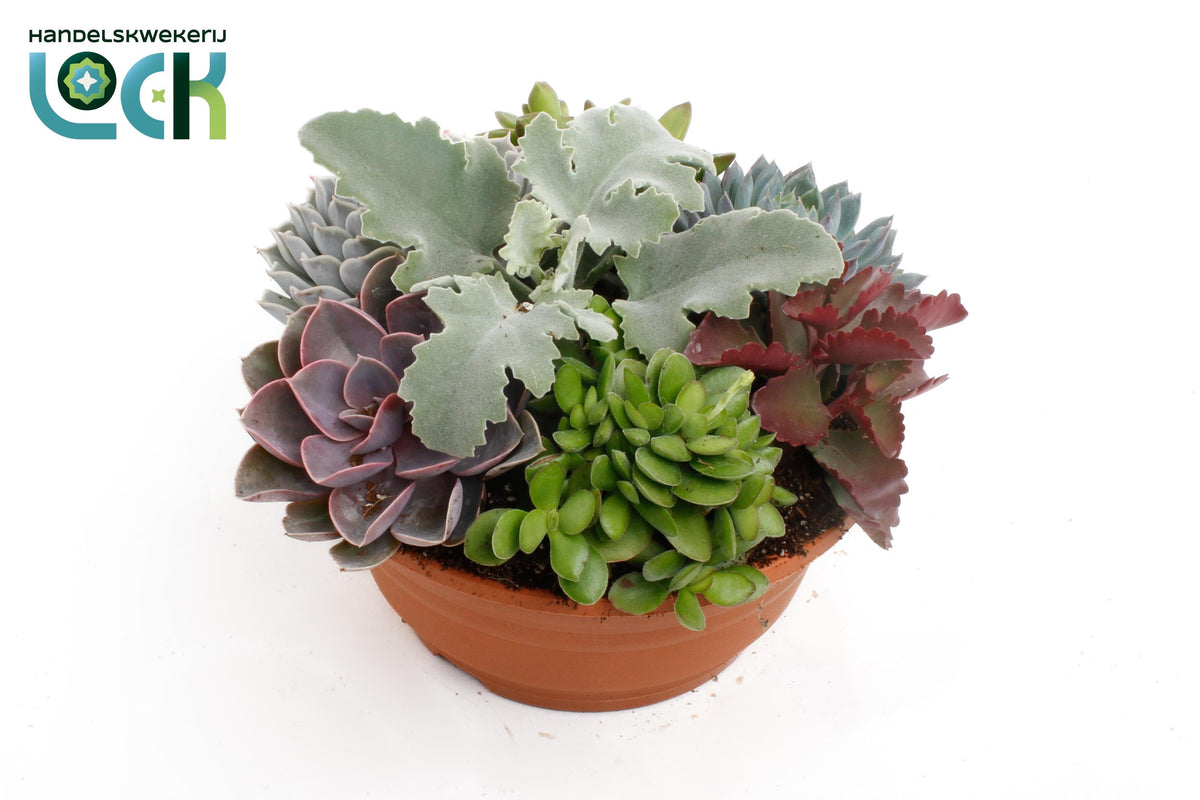 Succulent mix 20cm 20cm Pot