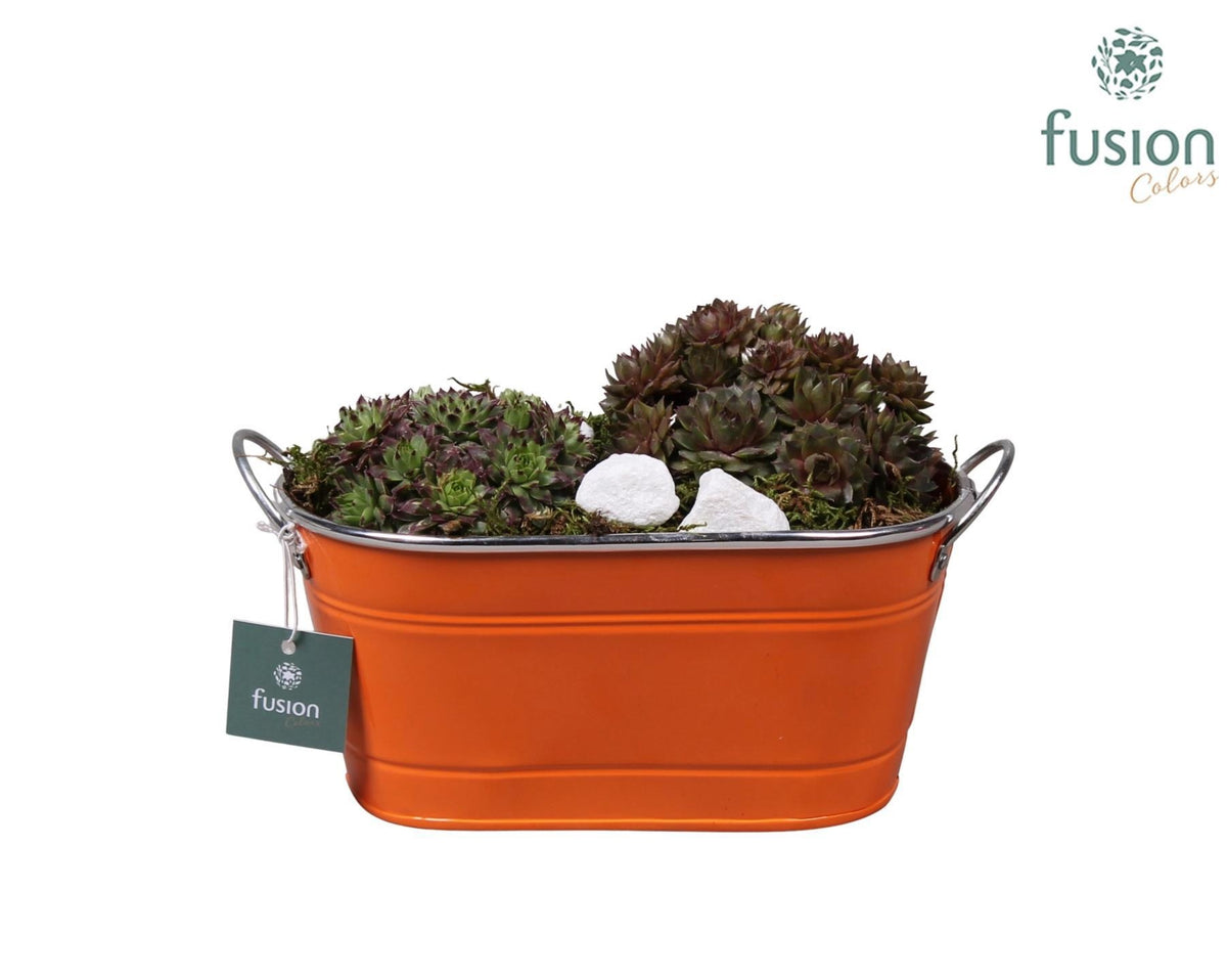 Sempervivum arrangement 35cm 25cm Pot