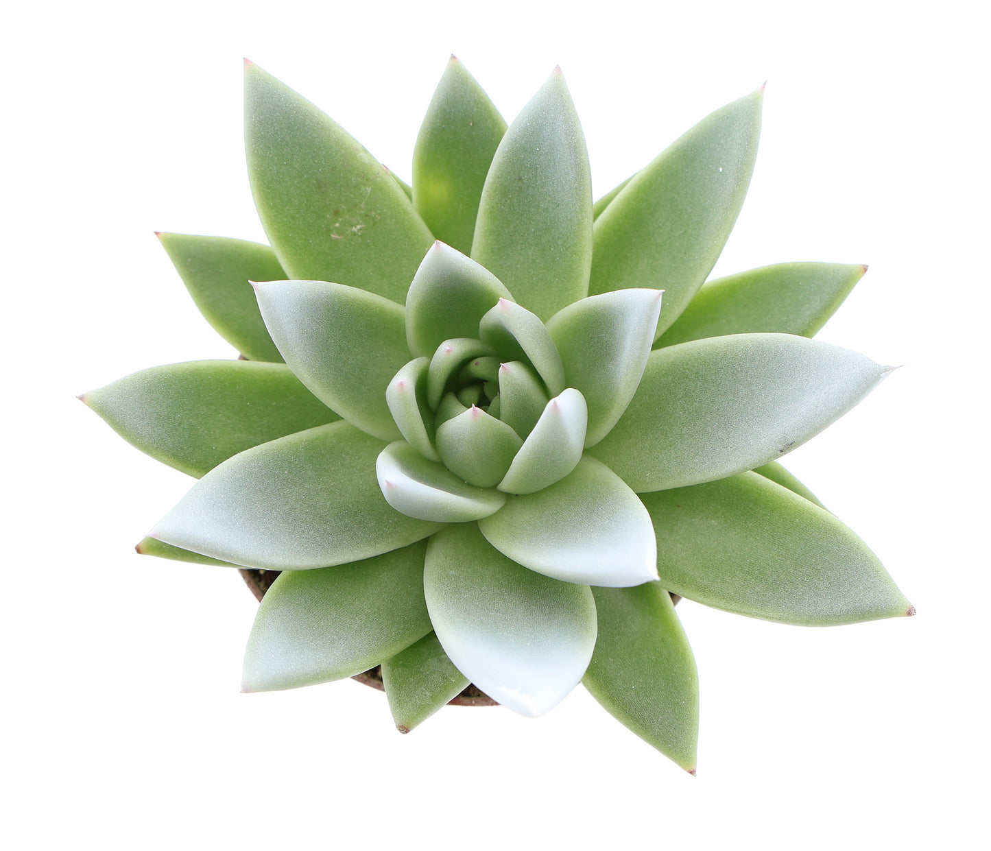 Miranda tips whtie 10cm Special Pot (508)