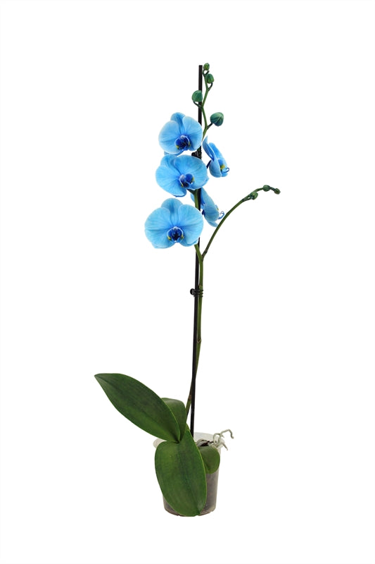 Phalaenopsis Hybrid 55cm 12cm Pot