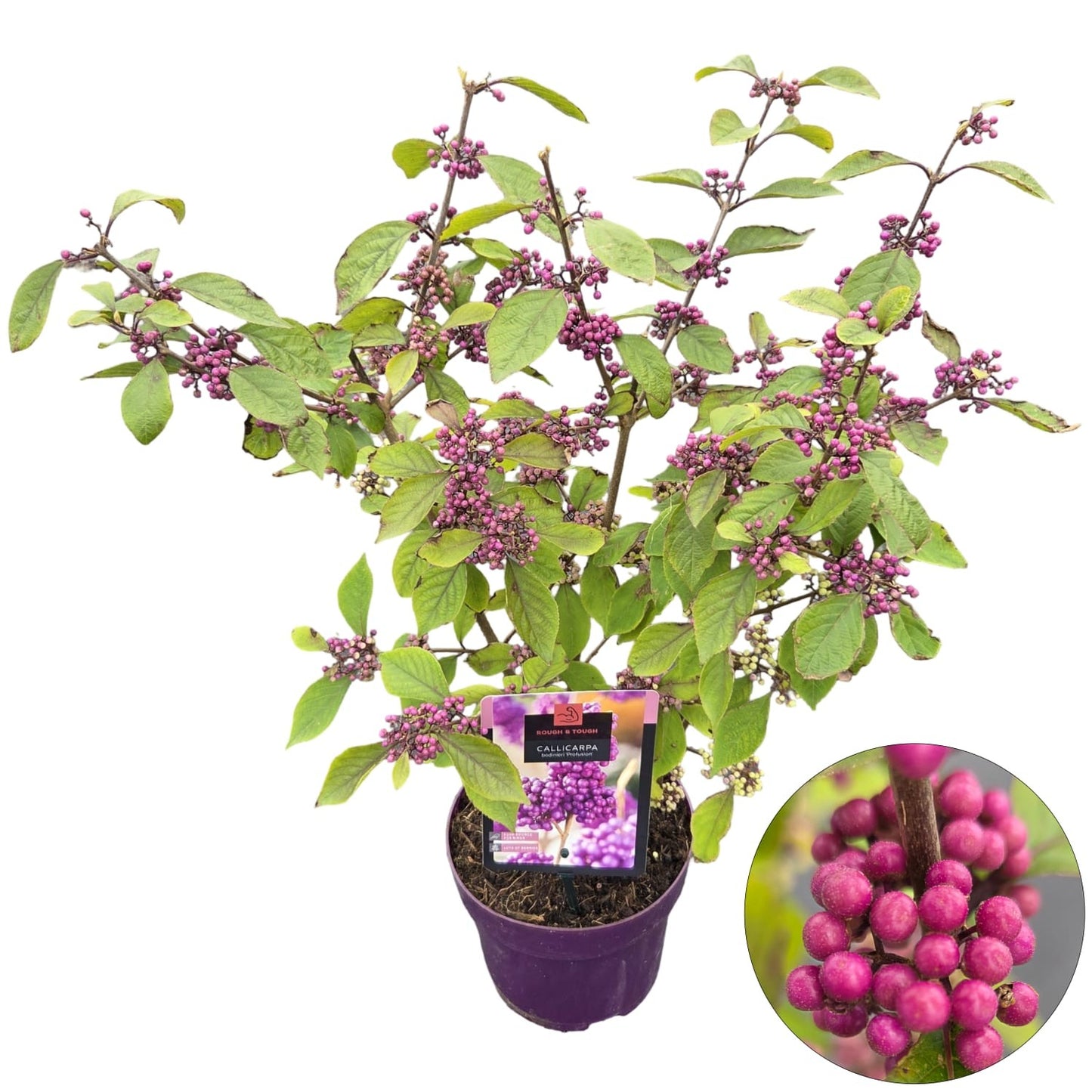 Callicarpa bod. Profusion 60cm 19cm Pot