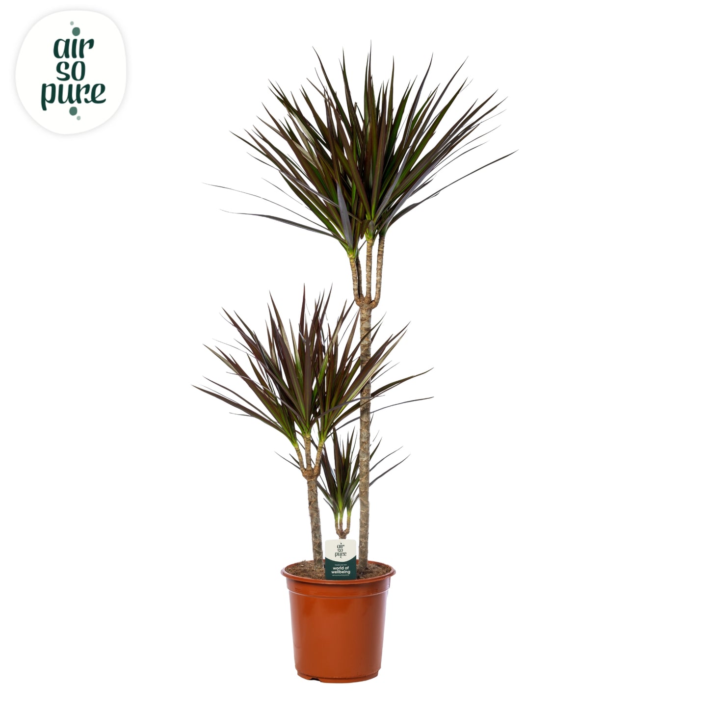 Dracaena Magenta 130cm 24cm Pot