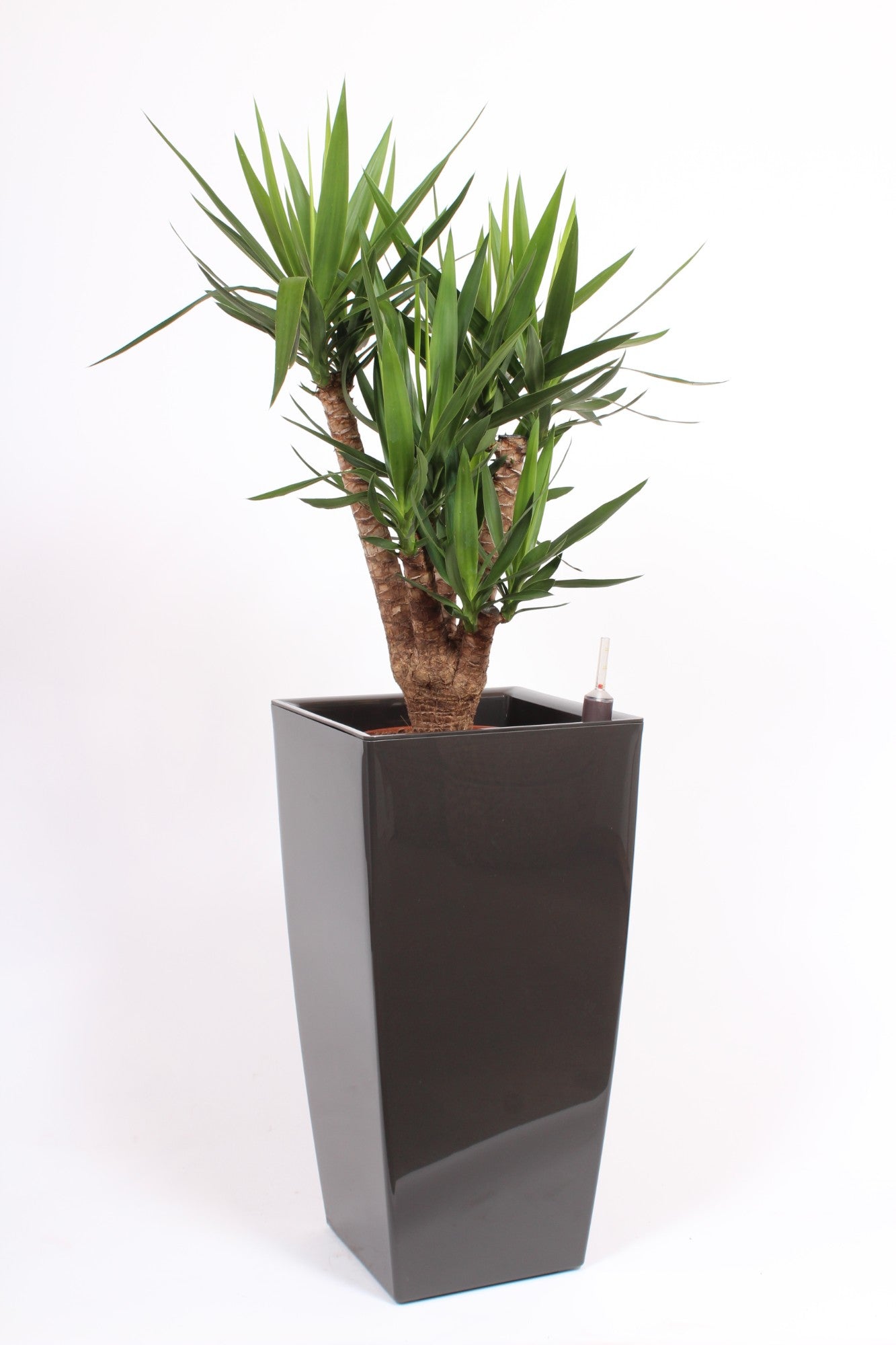 Yucca branched 180cm 40cm Pot