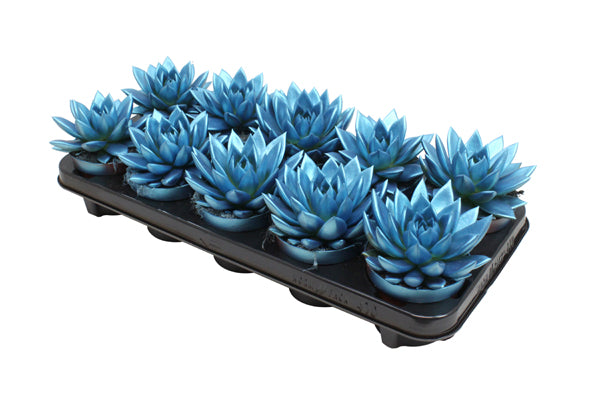 Echeveria Miranda 13cm 10.5cm Pot