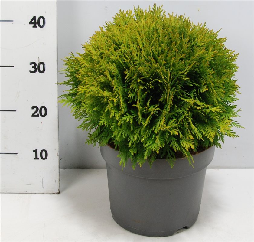 Thuja occidentalis Danica 45cm 26cm Pot